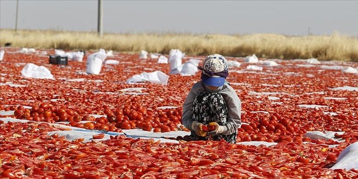 Diyarbakır'da domates mesaisi