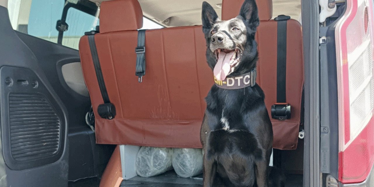 Kırşehir'in narkotik köpeği "Çine" uyuşturucuya göz açtırmıyor