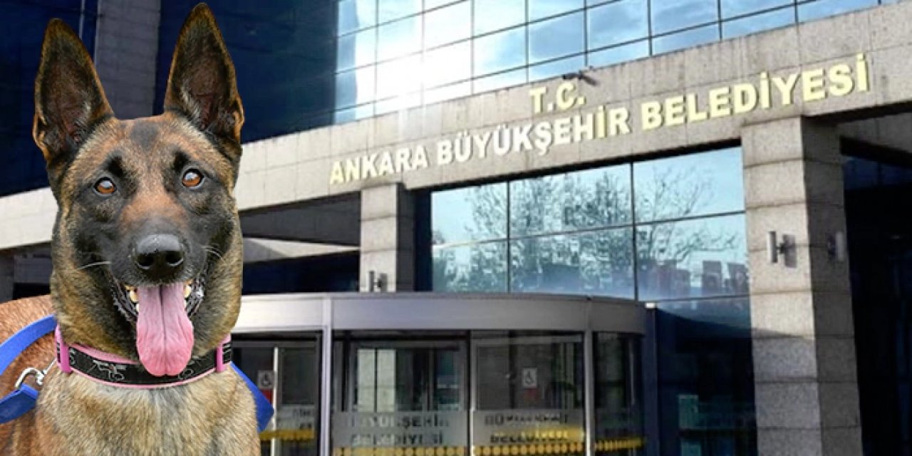 Ankara Büyükşehir ihale ile köpek satın alacak