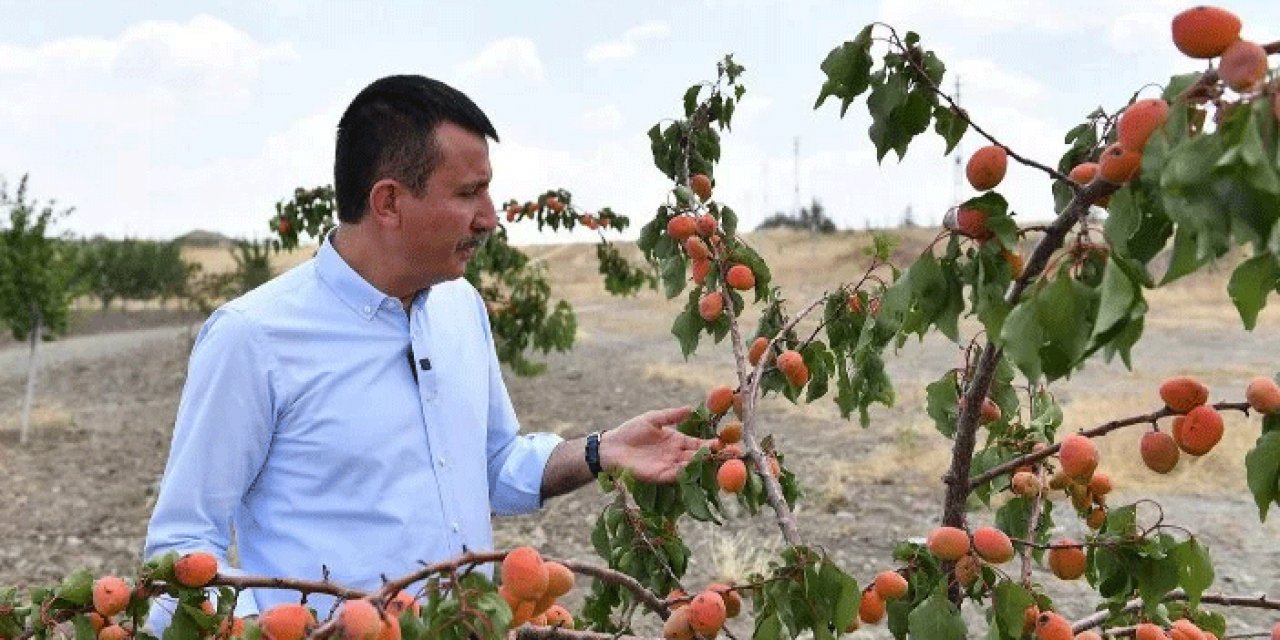 Altındağ'da toplanan meyveler ihtiyaç sahiplerine verilecek