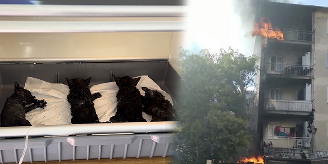 Kartal’da kömürlük yangını: Yavru kediler son anda kurtarıldı