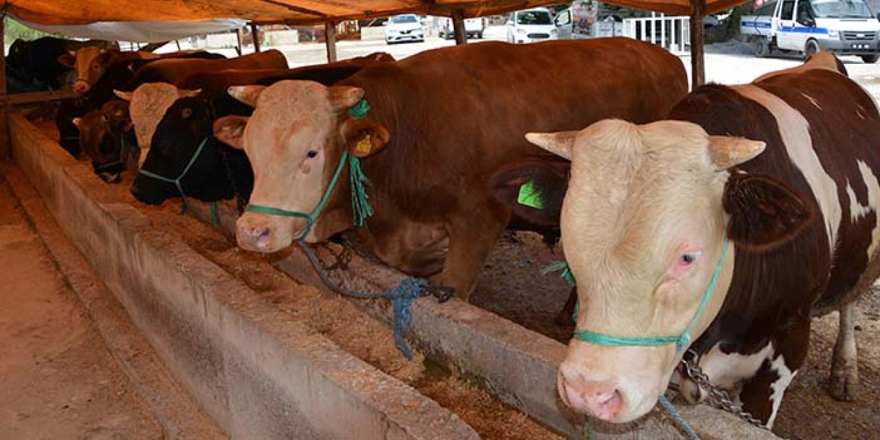 Samsun'da şap alarmı! Hayvan pazarları kapatıldı