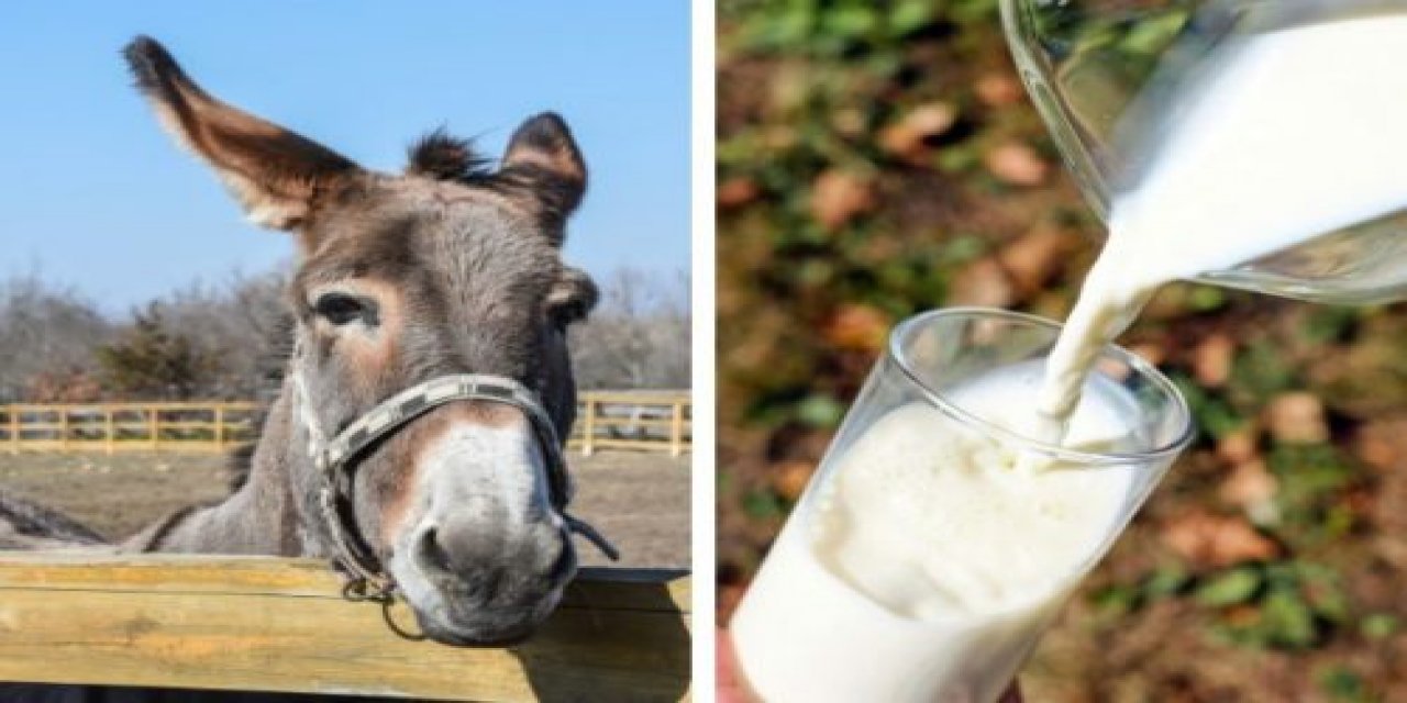 Eşek sütü içilir mi? Eşeğin sütü içilir mi?