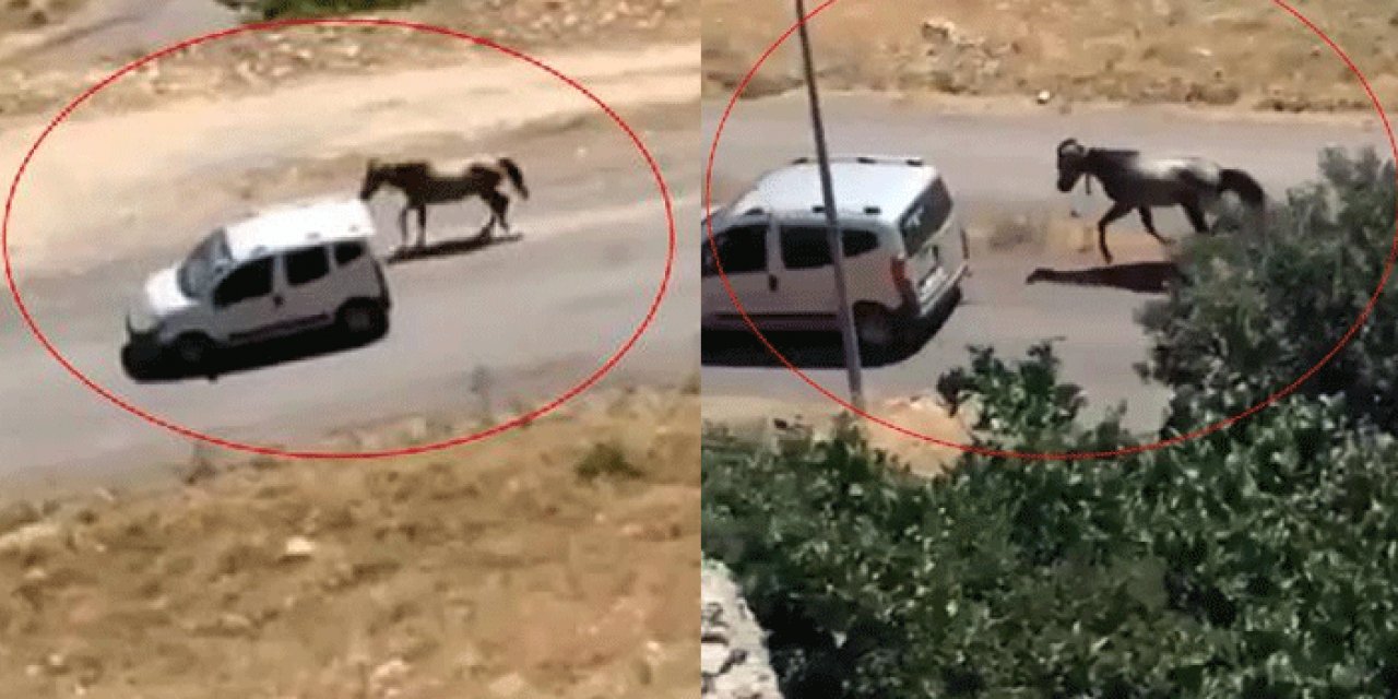 Arabasına bağladığı atı koşturdu, gözaltına alındı