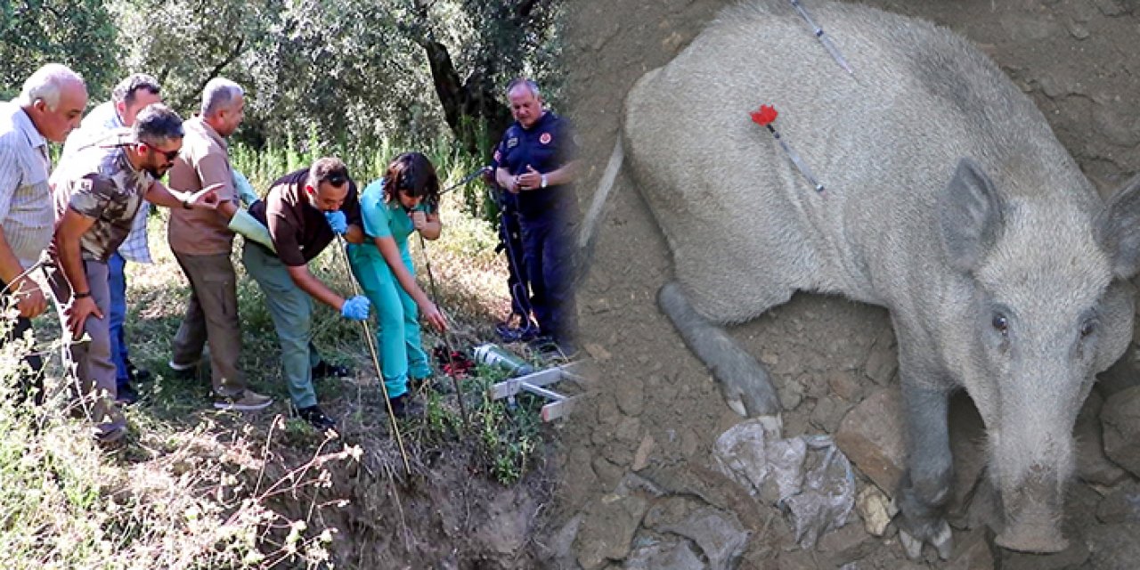 Kuyuya düşen domuza kurtarma operasyonu
