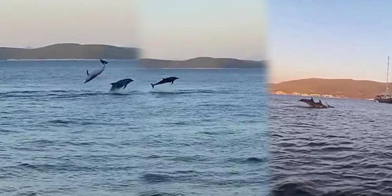 Bodrum’da yunuslar kameralara yansıdı