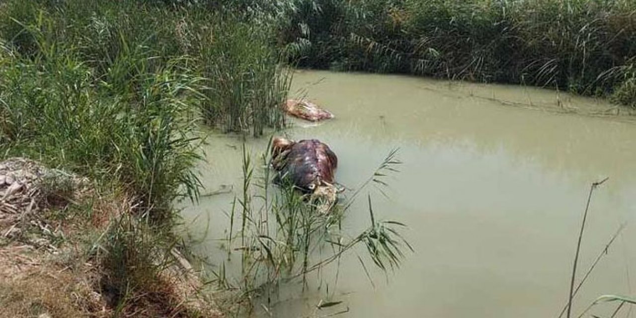Sulama kanalında ölü hayvanlar bulundu
