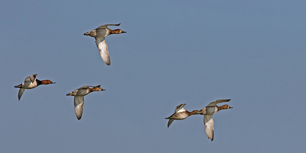 Av sezonunun yasaklıları belli oldu