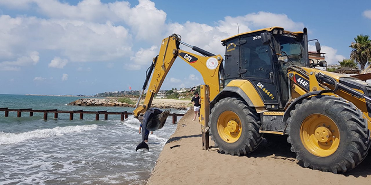 Kıyıya yunus ölüsü vurdu