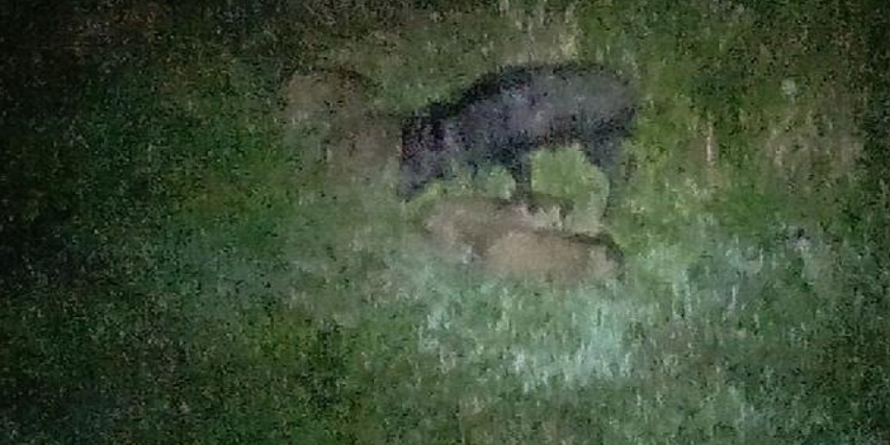 Zonguldak’ta 5 domuz bahçeye girdi: Ürünleri yedi