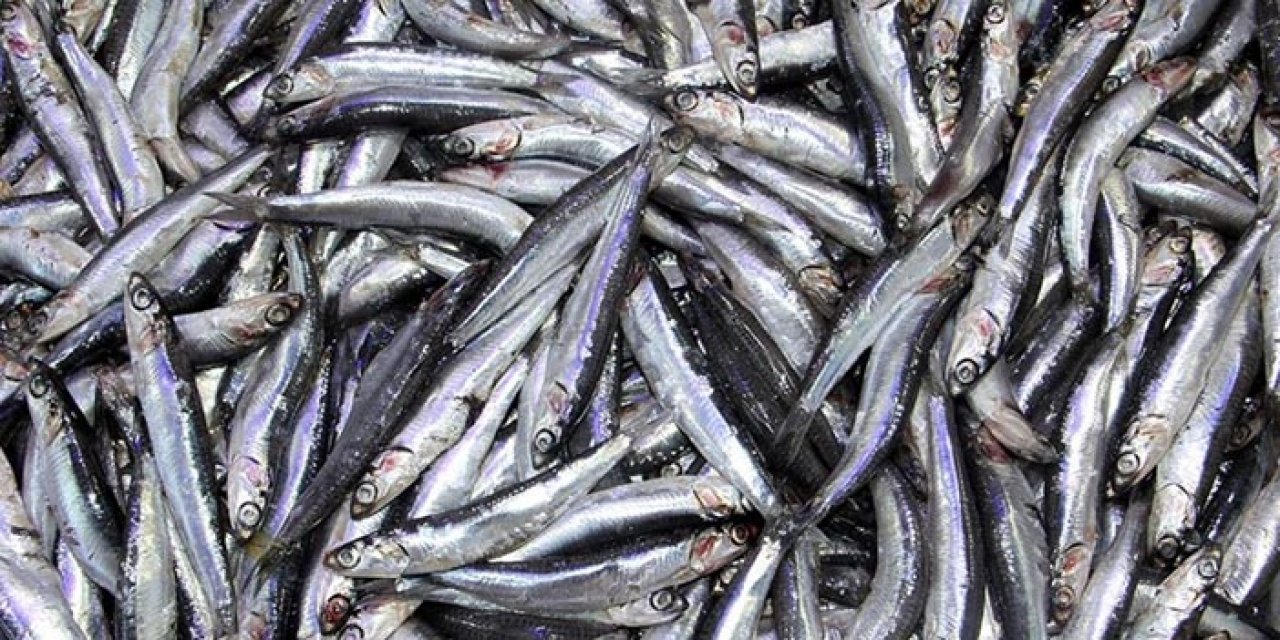 Sinop'ta yaz ortasında hamsi satışı yapıldı