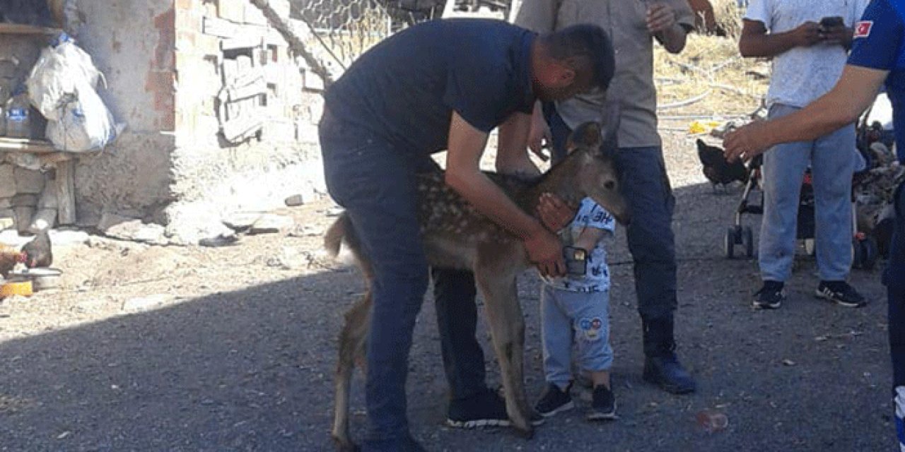Ankara'da şehre geyik yavrusu indi
