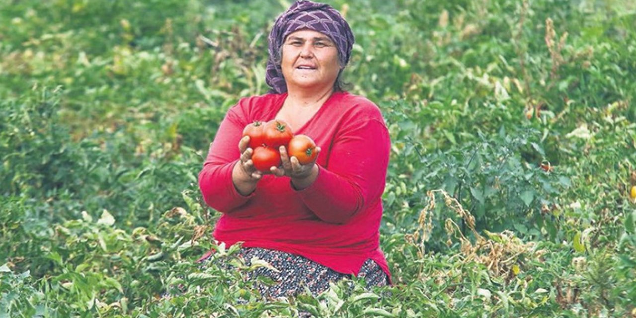 Gerçek Ayaş Domatesi Nasıl Anlaşılır? İşte Orijinal Formu