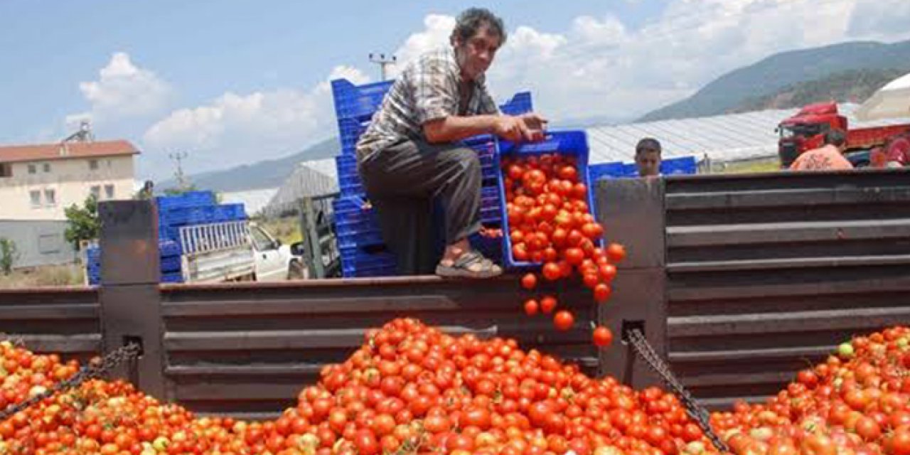 13 milyon tonluk hasatıyla Türkiye’de bir numara: Tek başına tüm sebzelerin yüzde 41’ini oluşturuyor