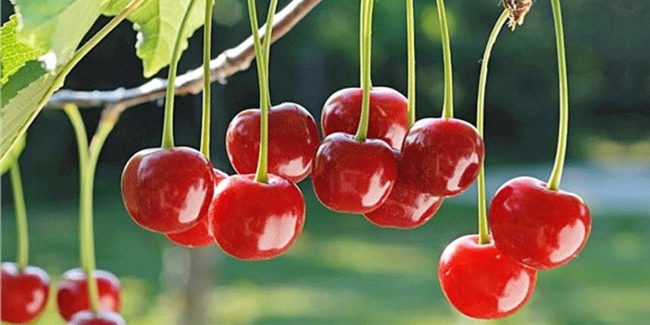 Çubuk vişnesinde hasat başladı