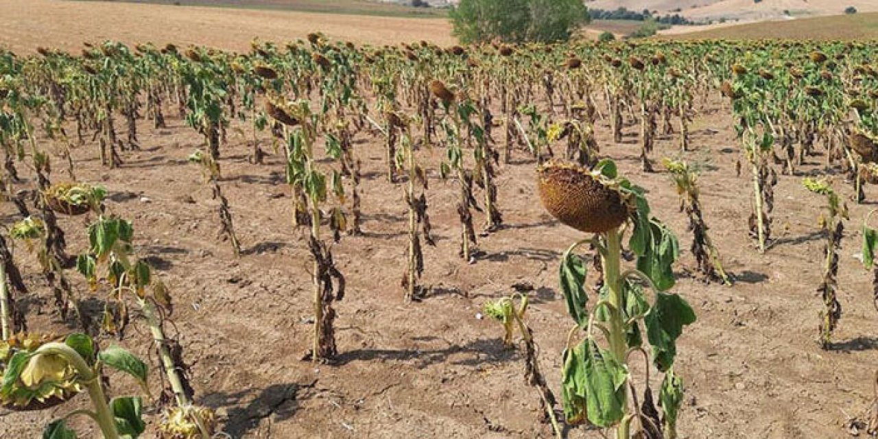 Ayçiçeklerine tespit çalışması