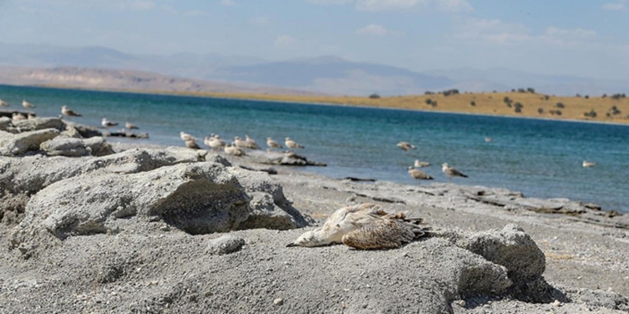 Aşırı sıcaklar martıların ölümüne yol açtı