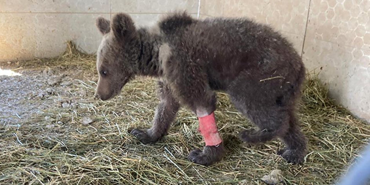 Yaralı olan bozayı yavrusu tedavi sonrası doğaya salındı