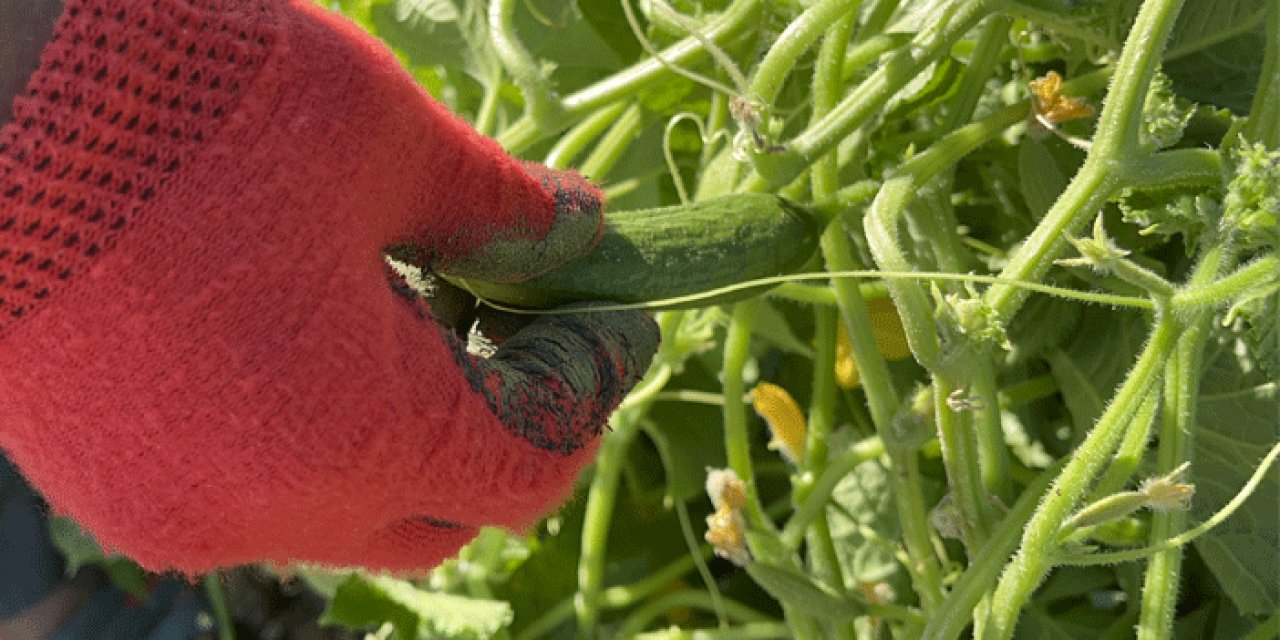 Çubuk'ta Turşu ve Kültür Festivali başlıyor