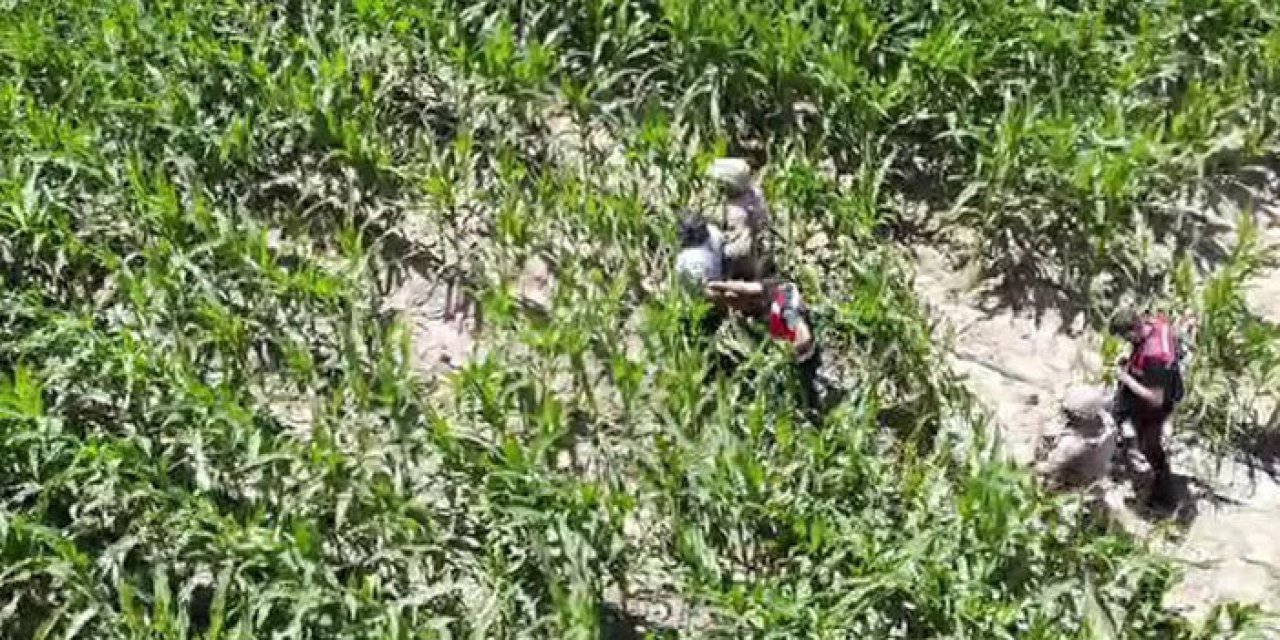 Firari hükümlüler mısır tarlasında yakalandı