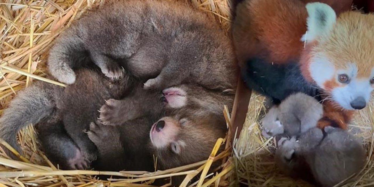 Nesli tükenmekte olan kızıl pandaya ikiz yavru