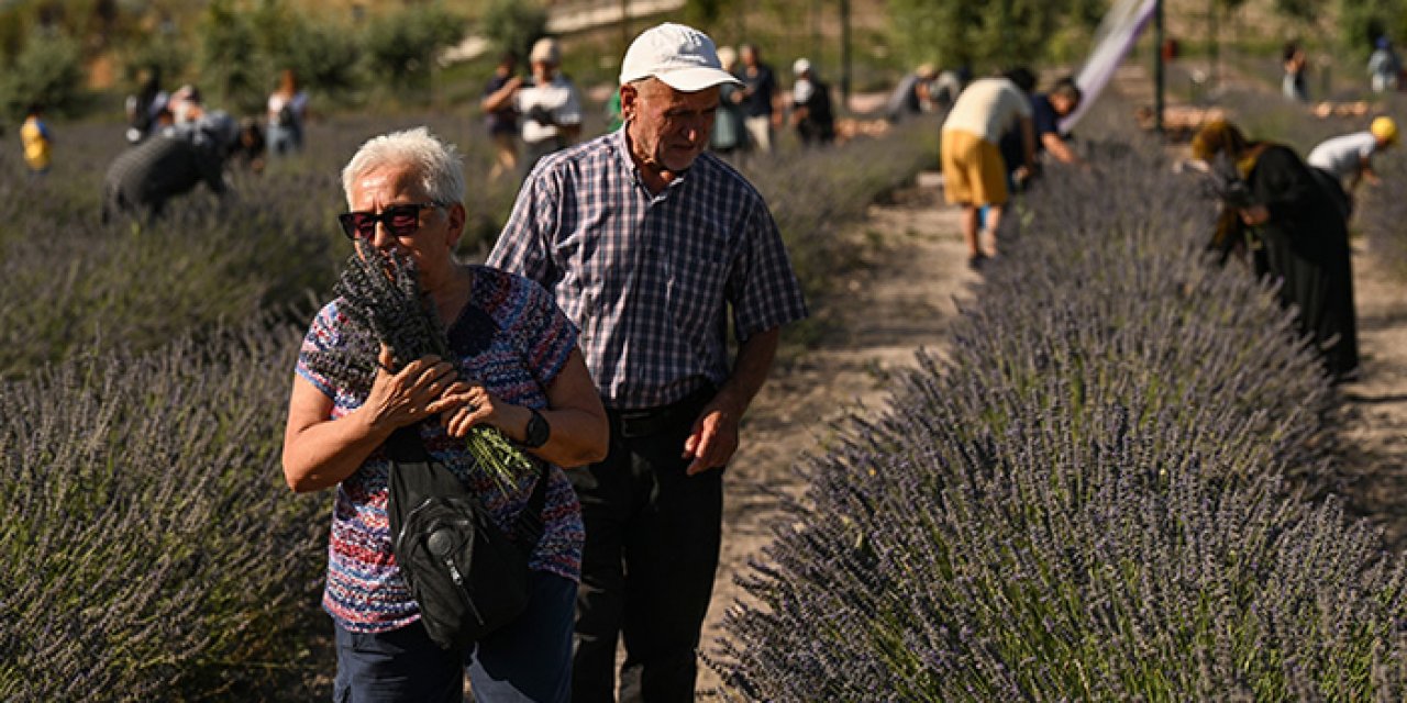 Ankara’da lavanta hasadı vatandaşların katılımıyla başladı