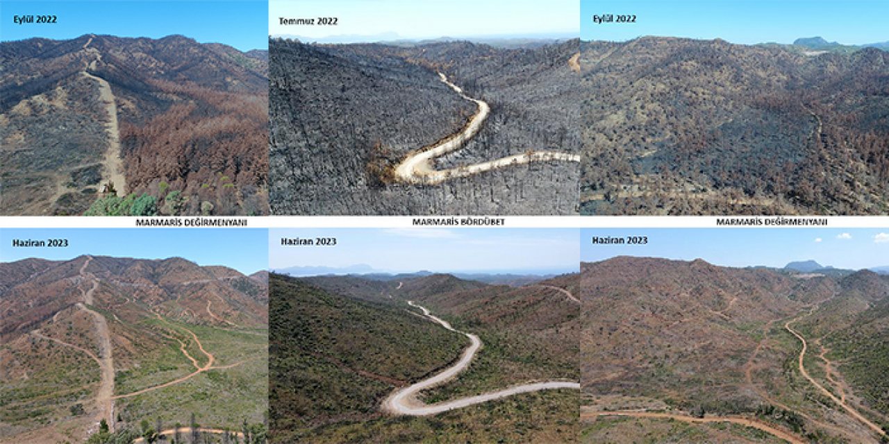 Yanan ormanlar 1 yılda yeşile döndü