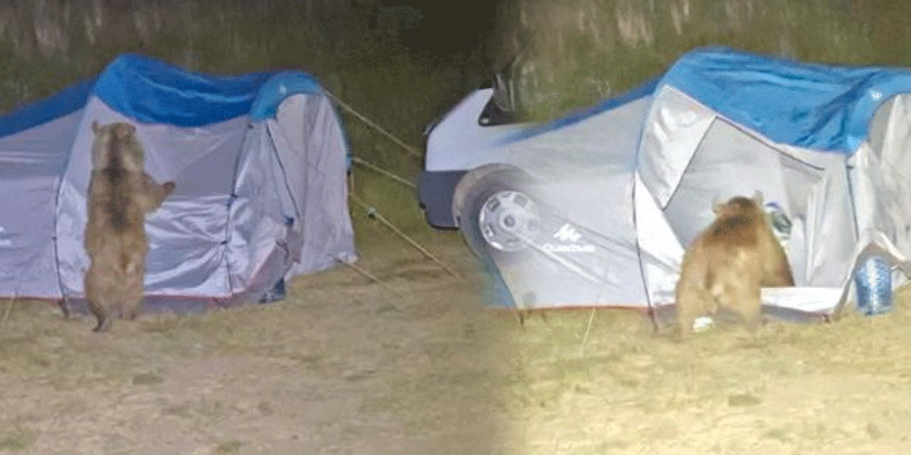 Ayılar kampçıların çadırını parçaladı