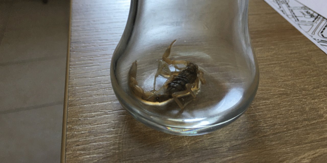 Akrep sokan çocuk hastanelik oldu