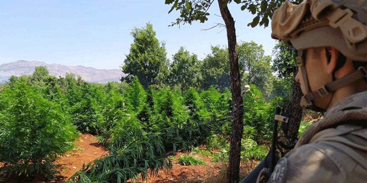 Çubuk'ta Hint keneviri yetiştiren kişiye gözaltı