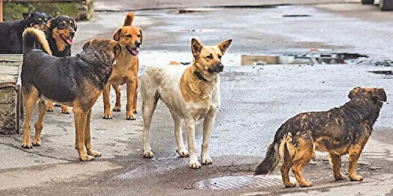 Ankara’da bu ilçeler köpek kaynıyor: İşte Başkentteki sokak köpeği sayısı