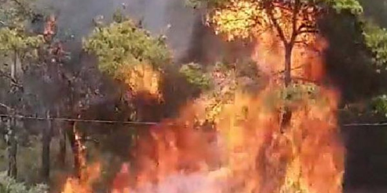 Milas'ta yangın: Söndürme çalışmaları aralıksız sürüyor