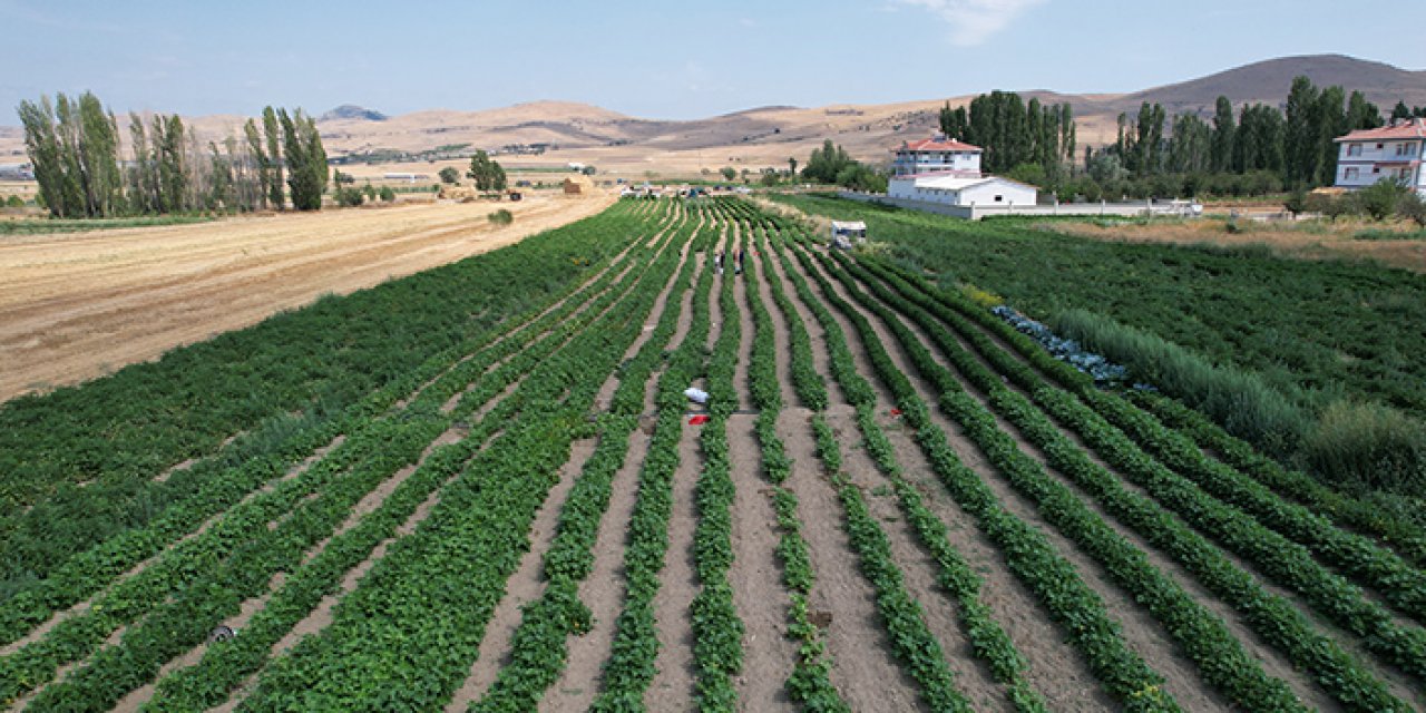 Domates hasadına Çubuk’ta başlandı