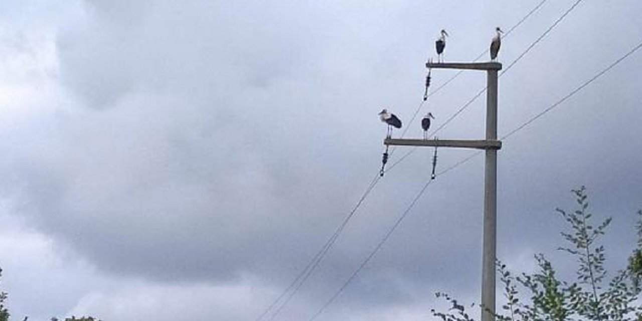 Kocaeli’de örnek davranış: Göç eden leylekler korundu