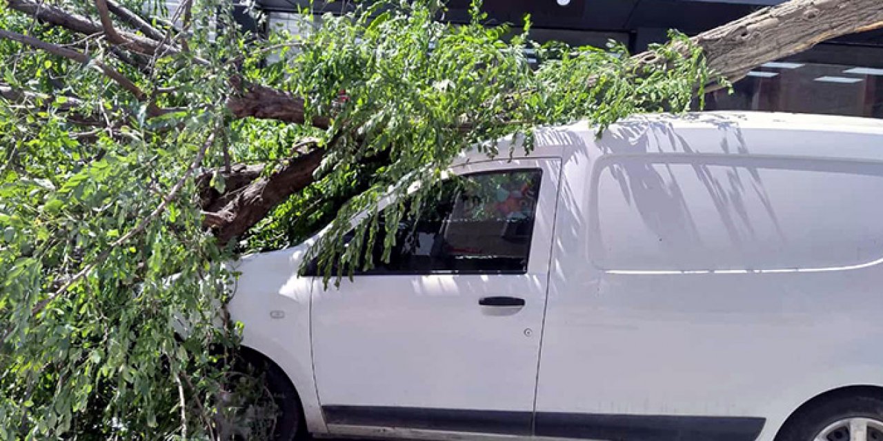 Yoğun rüzgar ağacı devirdi