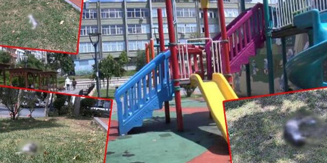 Ölü bulunan kedilerin zehirlendiği iddia edildi