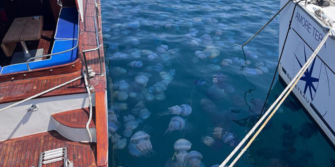 İzmir Körfezi'ni deniz anaları bastı