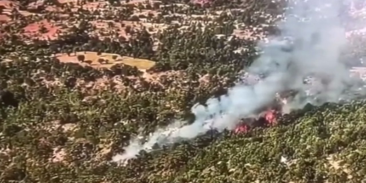 Bolu’da orman yangını