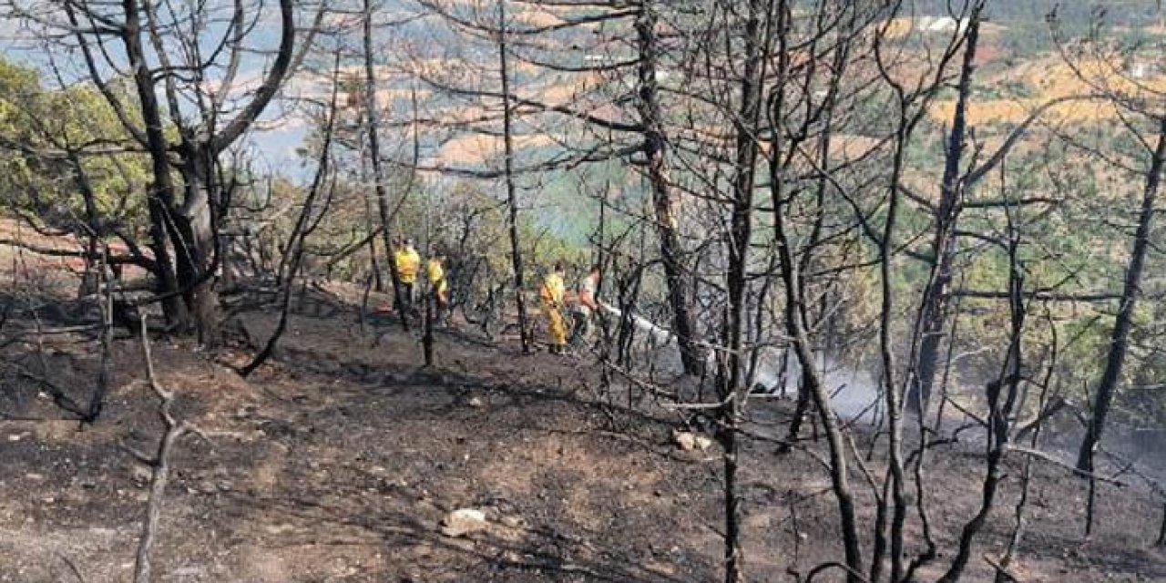 Bolu'da orman yangını: Vali açıklama yaptı