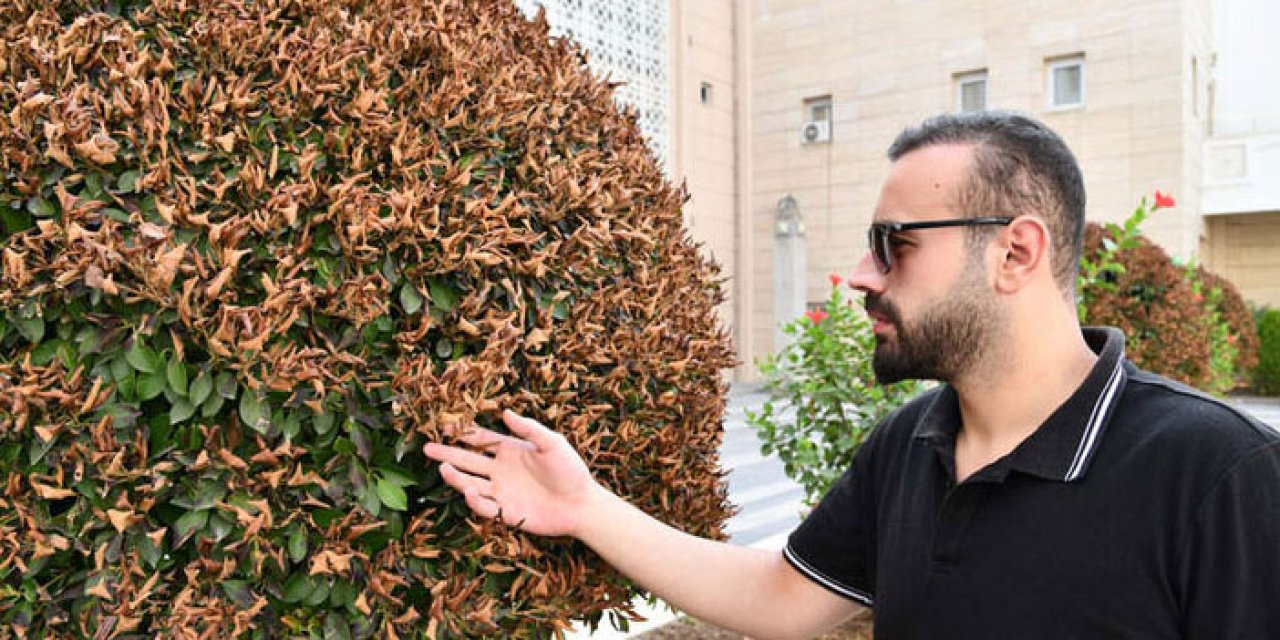 Aşırı sıcaklar nedeniyle süs ağaçlarının yaprakları kurudu