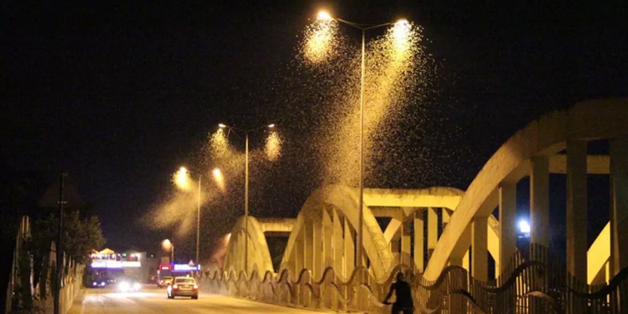 Sakarya'da binlerce sinek toplu şekilde öldü