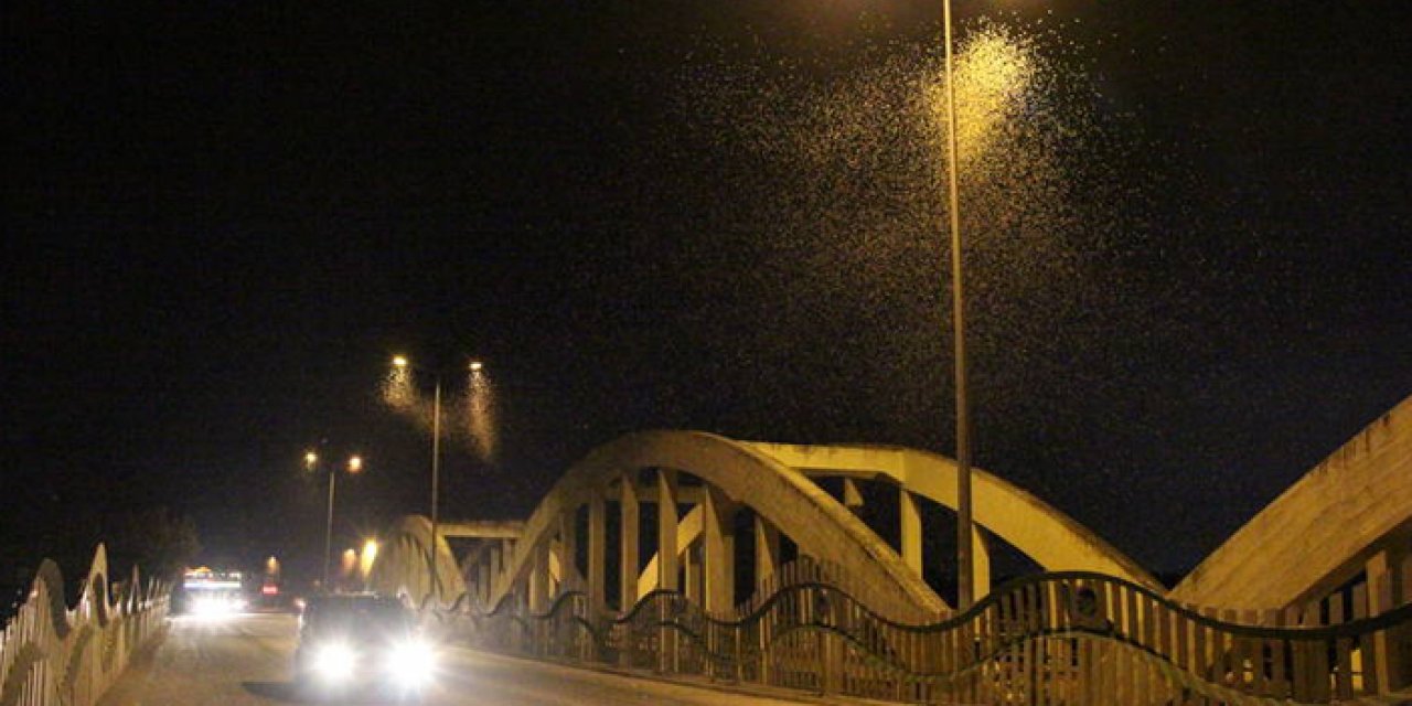 Birgün sineklerinin ölüm uçuşu başladı