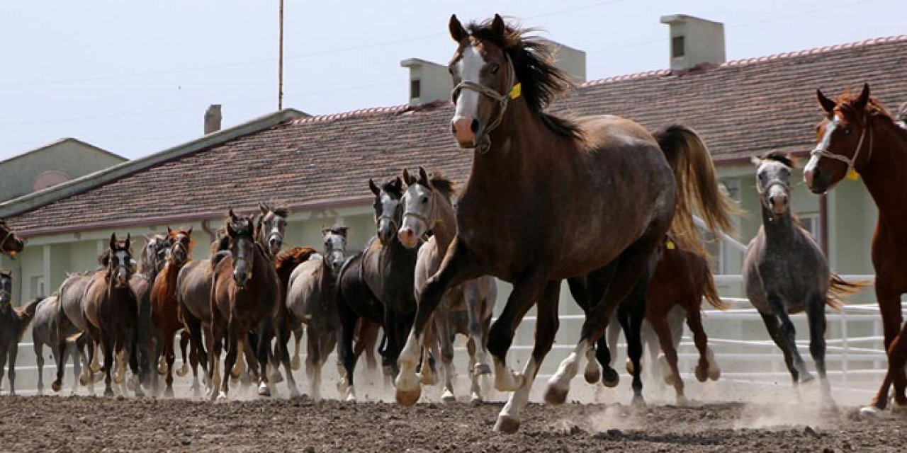 15 Arap atı sahiplerini bekliyor