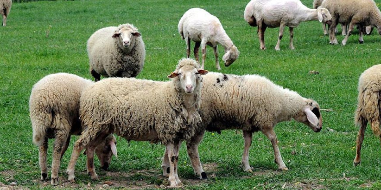 Koyun otlatma kavgası kanlı bitti: 1 ölü