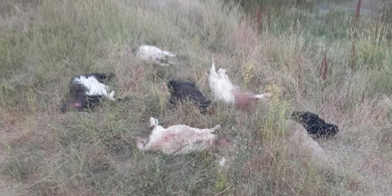 Sahipsiz köpekler 36 hayvanı telef etti
