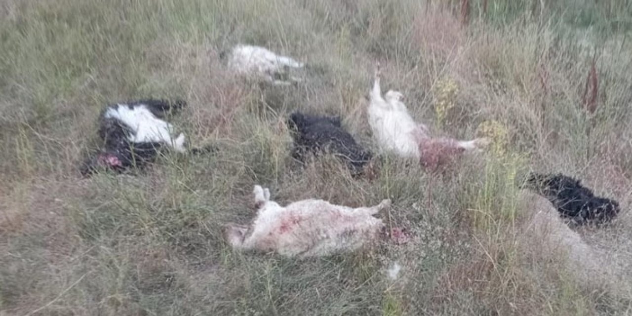 Sokak köpeklerinin saldırdığı 36 küçükbaş hayvan telef oldu