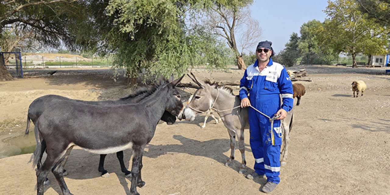 Sahibinden şiddet gören eşek Emekli Hayvanlar Çiftliği'nde