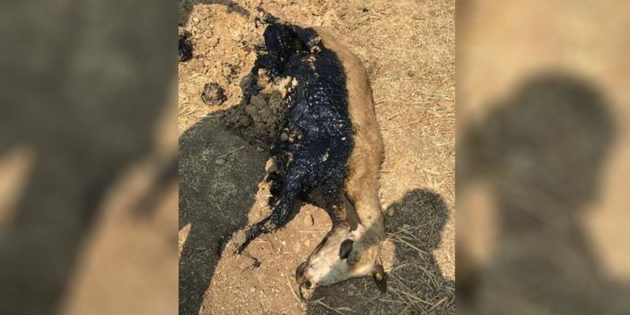 Zifte saplanan koyun kurtarıldı