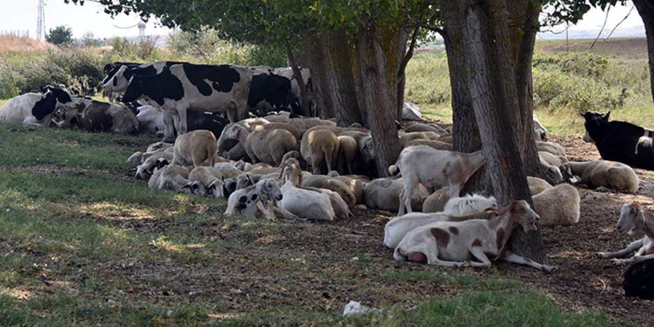 Köye inen kurtlar koyunları telef etti