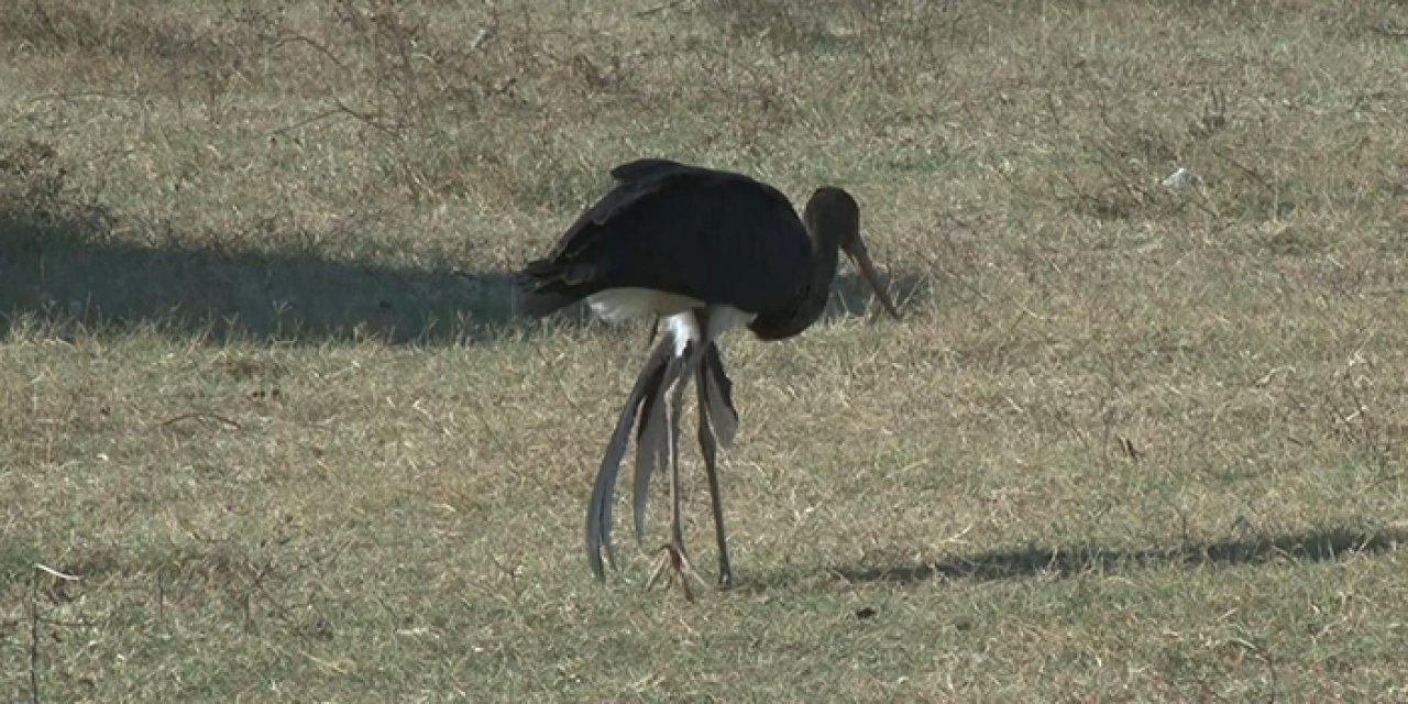 Karaleyleğin göç yolculuğu yarıda kaldı